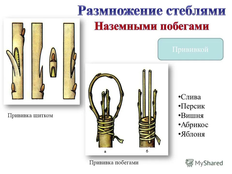 вегетативное размножение подвой привой. вегетативное размножение яблони. размножение яблони прививкой. вегетативное размножение яблони. прививка яблони окулировкой.