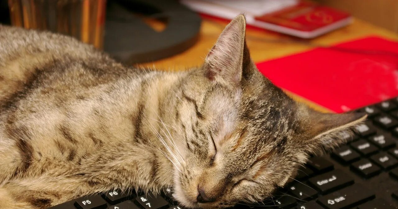 котенок на клавиатуре. кот и компьютер. спящий на клавиатуре. спящий на клавиатуре. смешные позы за компьютером.