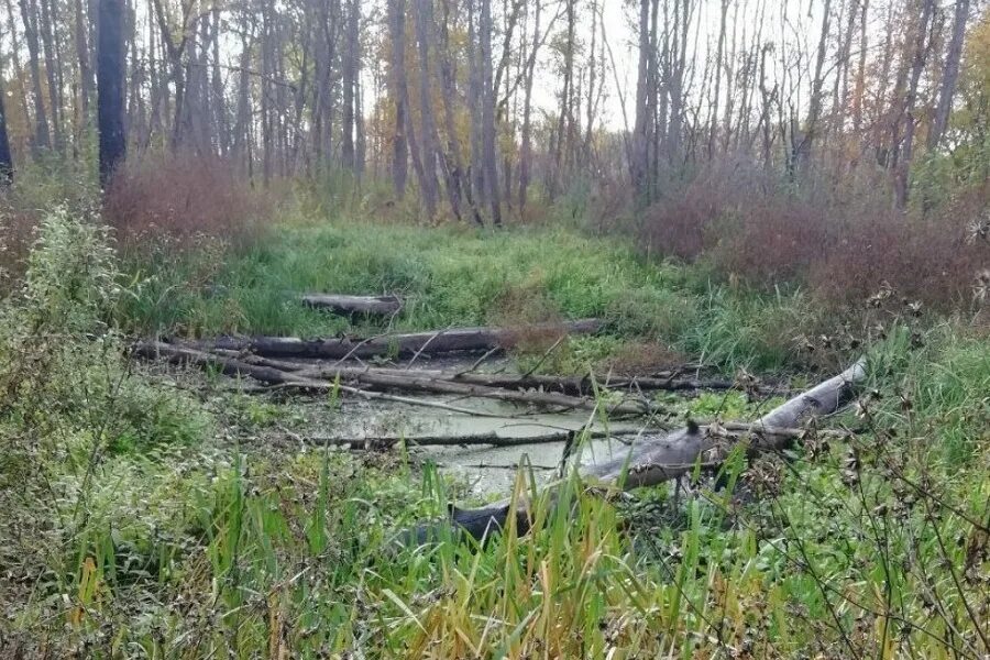 Заблудились в болоте. Болота Тамбовской области. Мучкапский лес. Тамбовская область жизнь в лесу.