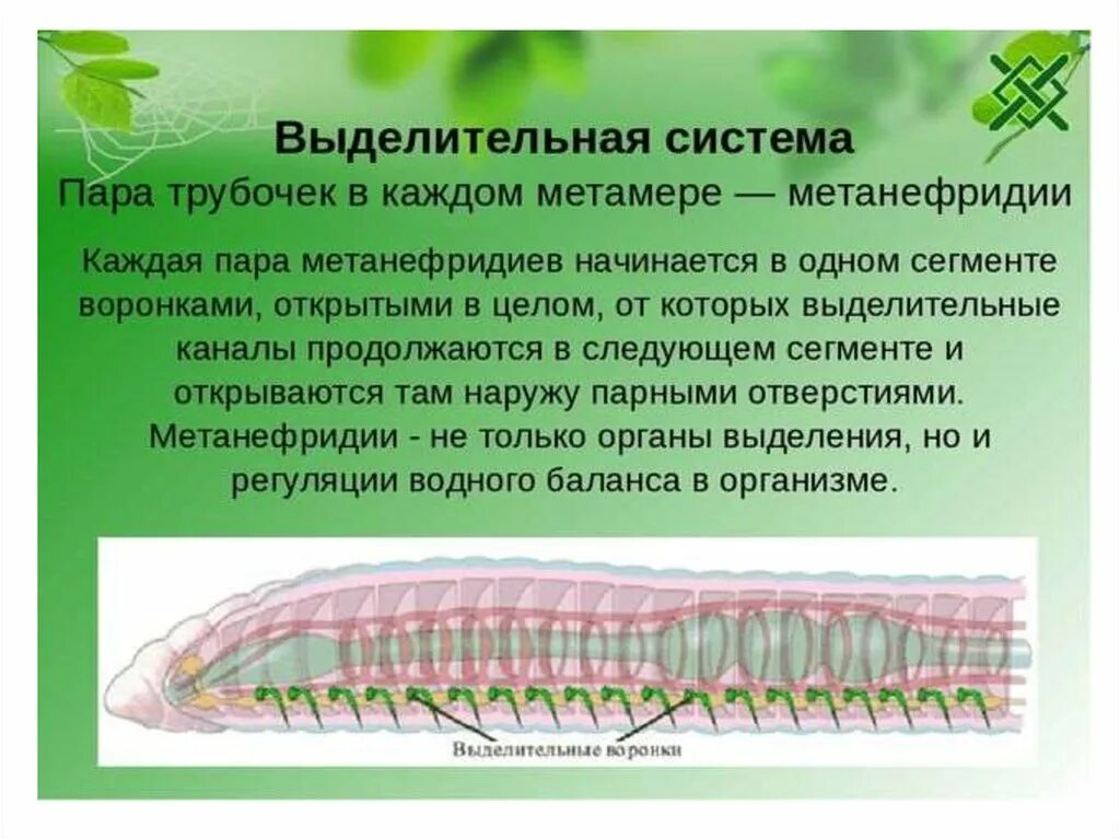 Выделительные трубочки червей