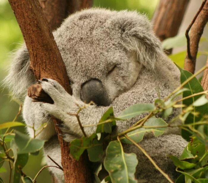 Тип развития коалы. Коала. Мишка коала. Эвкалиптовый медведь. Коала обитает.