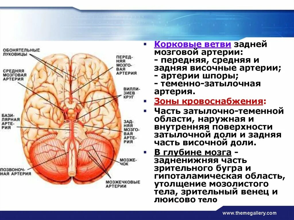 Артерии среднего мозга