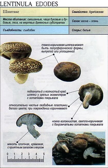 Шиитаке польза. Шиитаке Lentinula edodes. Строение гриба шиитаке. Внешний вид и строение шиитаке. Шиитаке гриб описание.