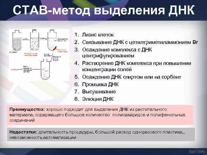 Процесс выделения днк. Методика выделения ДНК. Став метод выделения ДНК. Фенольный метод выделения ДНК. Методы выделения и очистки ДНК.