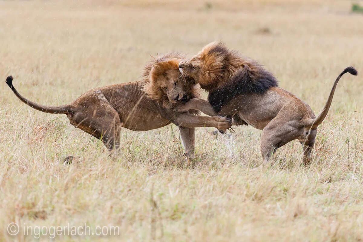 Прайд Львов борьба. Львы Прайд. Лев сражается. Львы дерутся. Fight each