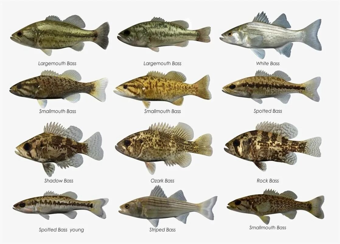 Fish may be