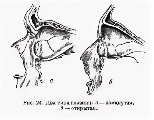 Большие глазницы у птиц