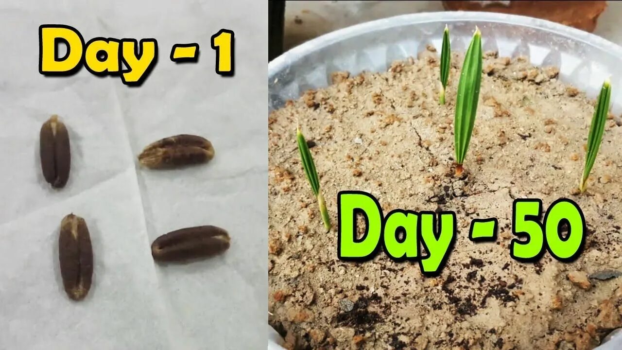 Seed dating. Date seed. A small sprout grows out of my palm. Seed dating. Seed dating.