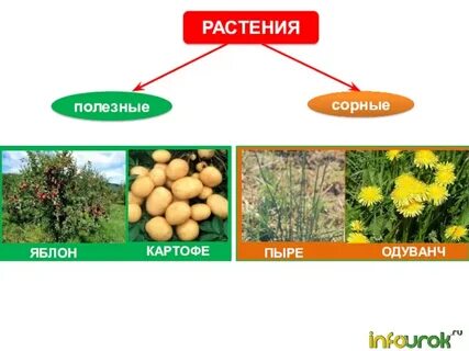 Инфоурок природа