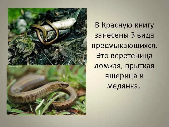 Ящерица красной книги