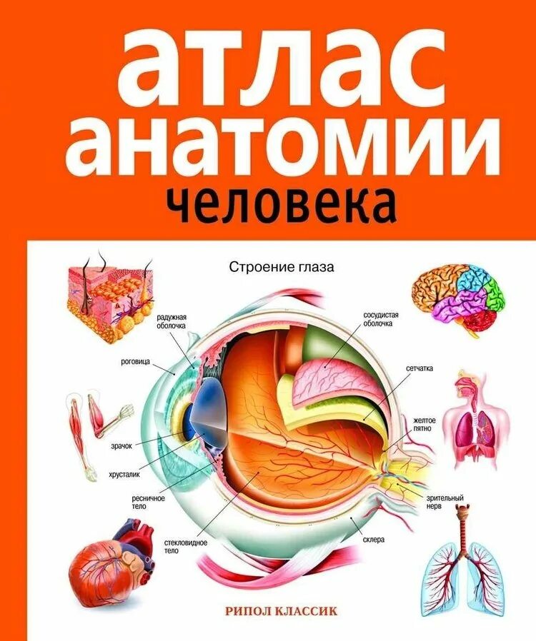 В. Б. Марысаев атлас анатомии человека. Атлас анатомии человека Рипол. Атлас анатомии человека Рипол Классик. Атлас человека по анатомии.
