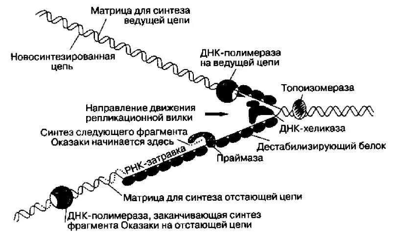 Фермент вилка. Схема репликационной вилки ДНК. Ферменты репликационной вилки. Расположение основных белков в репликационной вилки. Репликативная вилка ДНК.