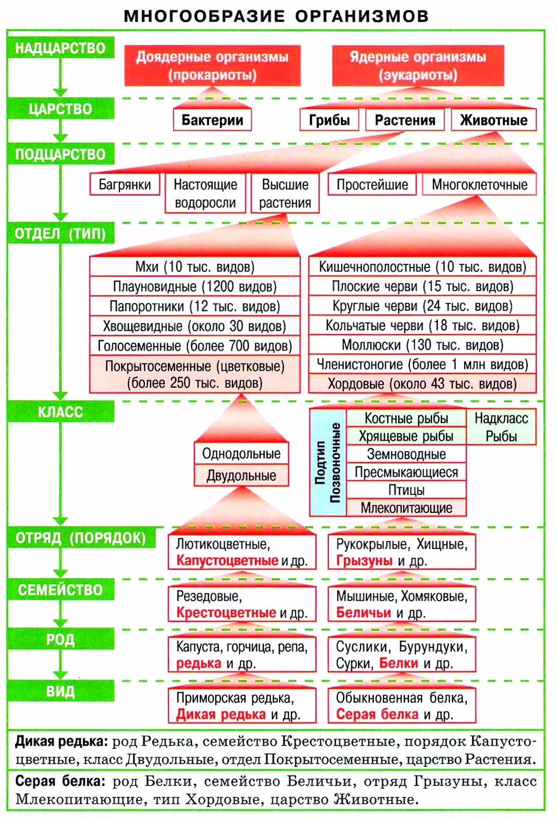 Многообразие организмов и их классификация. Многообразие организмов систематика. Классификация растений ЕГЭ биология таблица. Систематика ЕГЭ биология. Классификация животных и растений биология.