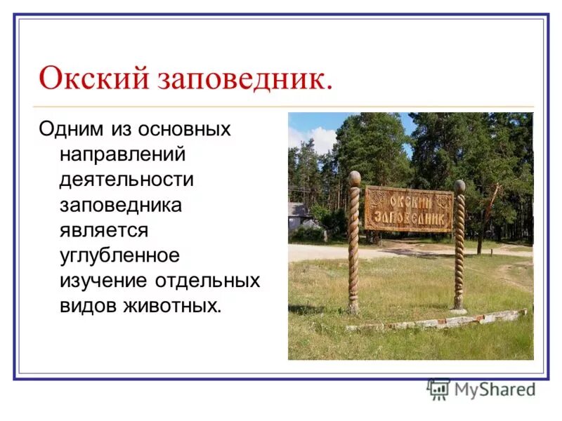 Окский заповедник кратко. Окский заповедник кратко