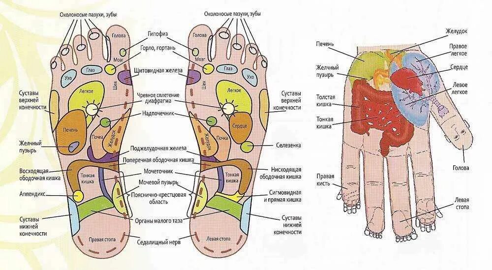 Биологически активные точки на стопе. Биологические активные точки на стопах ног. Биологически активные точки на ногах. Активные точки на подошве ног.