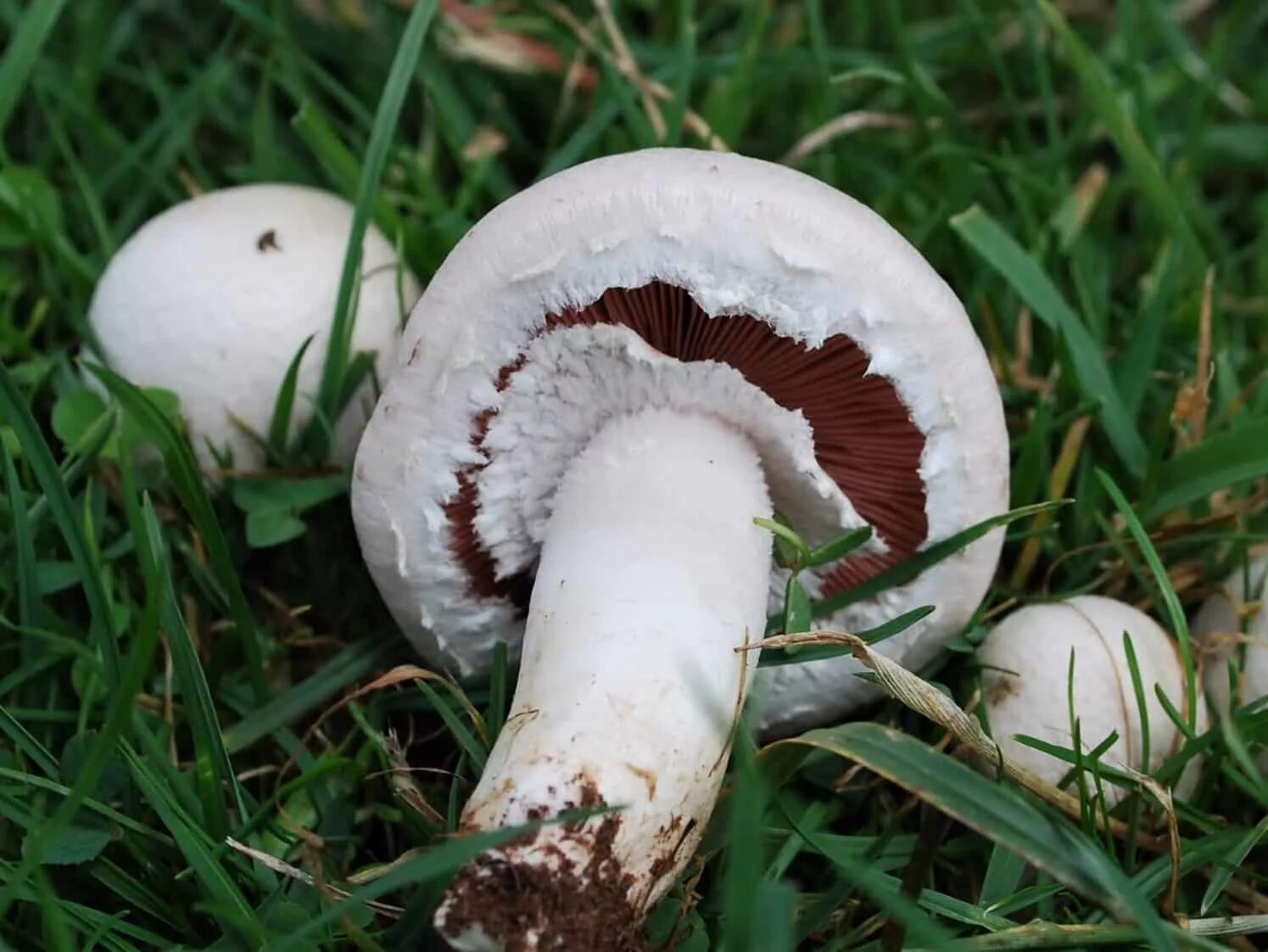 Признаки гриба шампиньона. Шампиньон Луговой Agaricus Campestris. Шампиньон обыкновенный Печерица. Шампиньон обыкновенный, Печерица (Agaricus Campestris). Шампиньон Бернарда (лат. Agaricus bernardii).