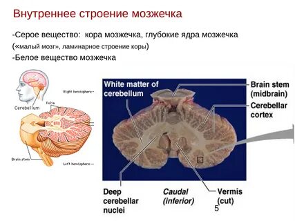 Ядра серого вещества мозжечка