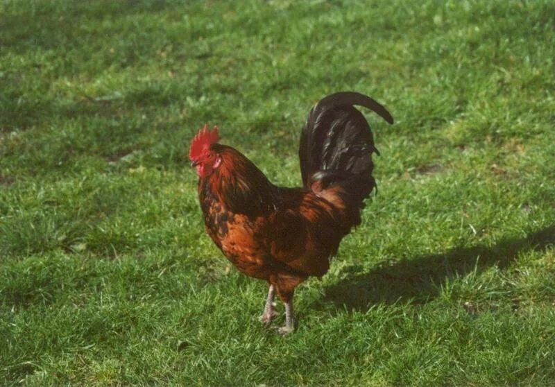 Cock 15