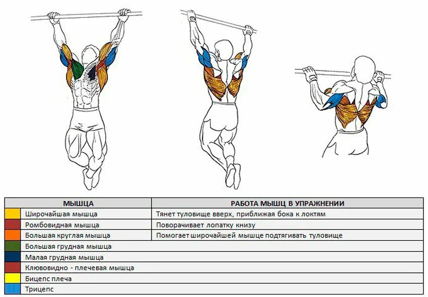 Мышцы работающие при подтягивании на турнике. Мышцы которые задействуются при подтягивании. Подтягивание на перекладине какие мышцы работают. Основные мышцы задействованные в подтягивании на турнике.