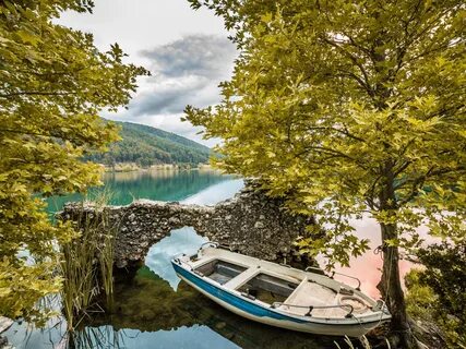 Tree in boat