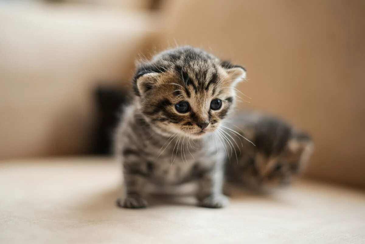 Маленьких котят побыстрее. Маленькие котики. Маленький котенок. Кошки маленькие красивые. Маленькая кошечка.