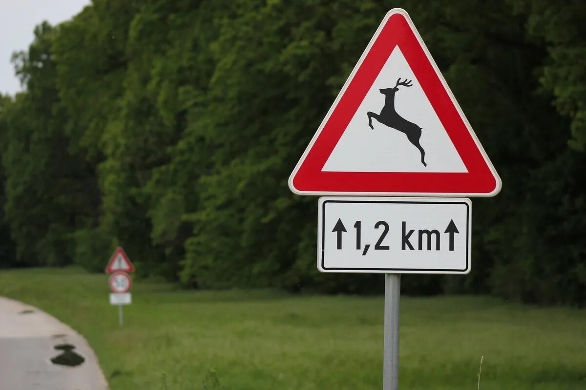 Олень дорожный. Дорожный знак олень. Дорожный знак осторожно звери. Дорожный знак осторожно олени. Знак олени на дороге.
