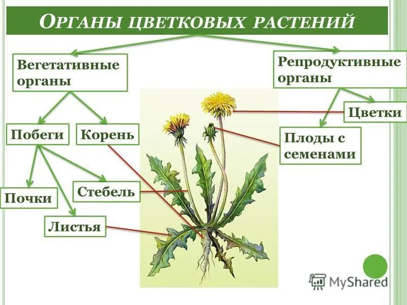 Вегетативные органы цветковых растений. Схема строения вегетативных органов растений. Вегетативные органы цветкового растения. Строение органов цветковых растений. Телом ботаника