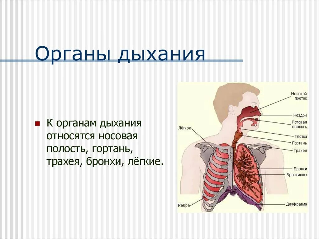 Строение системы органов дыхания человека. Органы системы дыхания и их функции. Строение и функции органов дыхательной системы. Дыхательная система органов дыхания 9 класс.