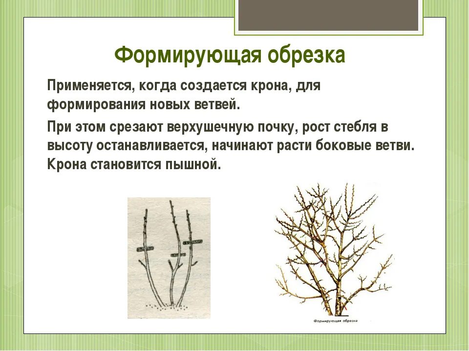 Кущами значение