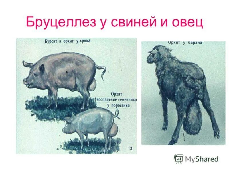 Бруцеллез что симптомы и причины у людей. Возбудитель бруцеллеза крс. бруцеллез крс симптомы. основные клинические проявления бруцеллеза. бруцеллез симптомы крупного рогатого скота.