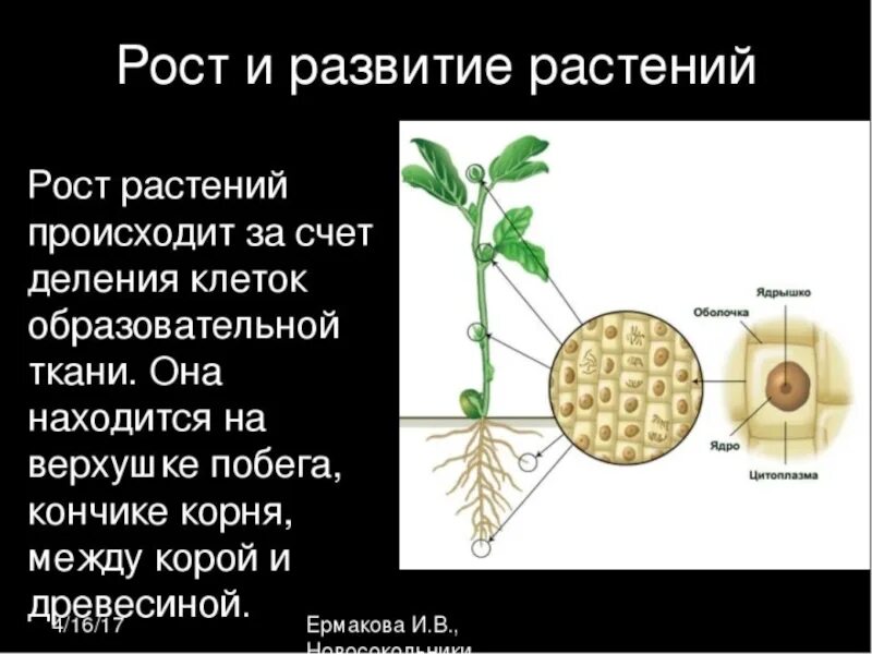 Признаки описывающие рост растения. Рост и развитие растений. За счёт чего происходит рост растений. Растения пост и развитие. Процесс развития растений.