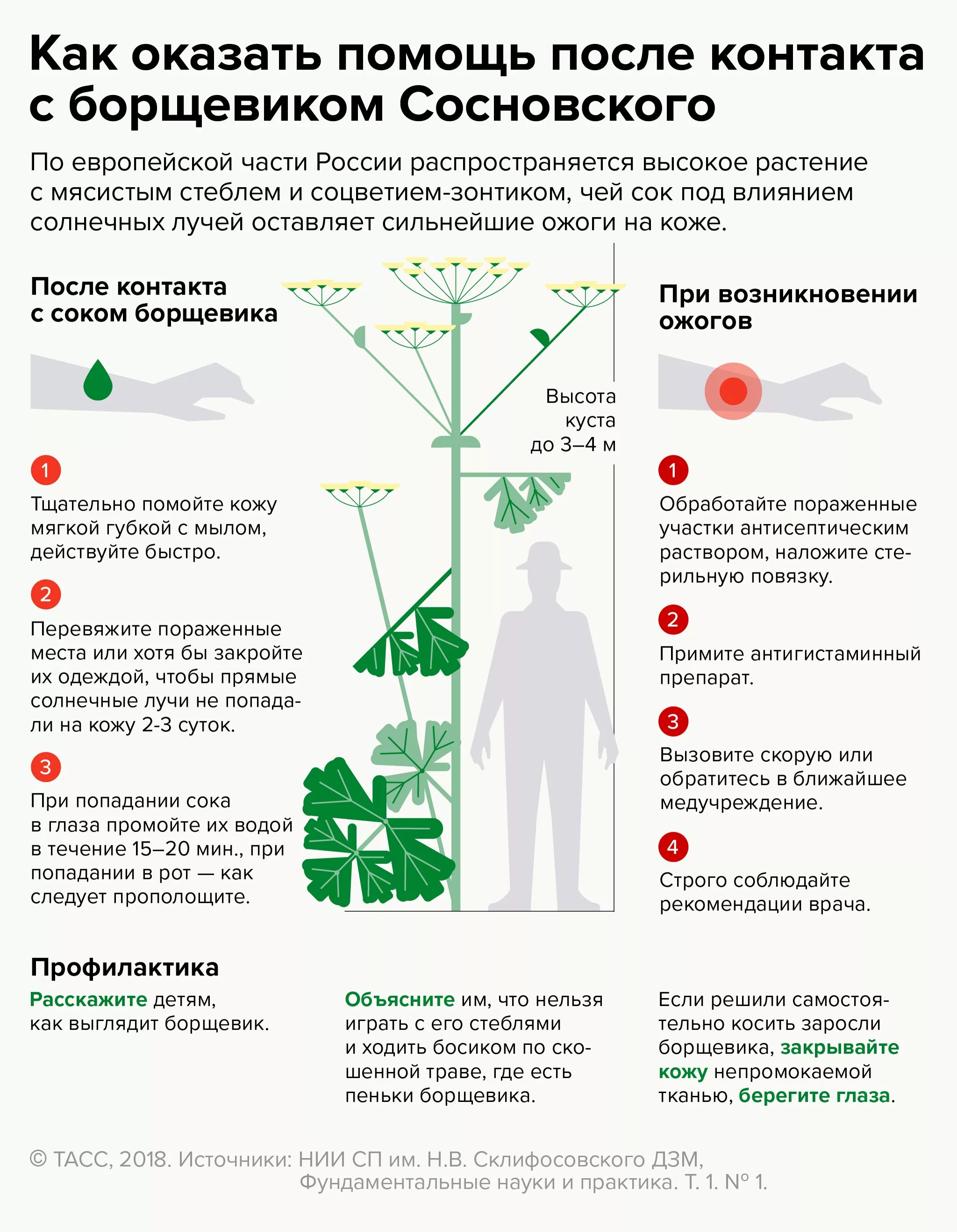 Ядовитый борщевик Сосновского. Борщевик Сосновского ожоги. Осторожно борщевик Сосновского памятка. Борщевик Сосновского ядовитое растение. Опасные методы борьбы