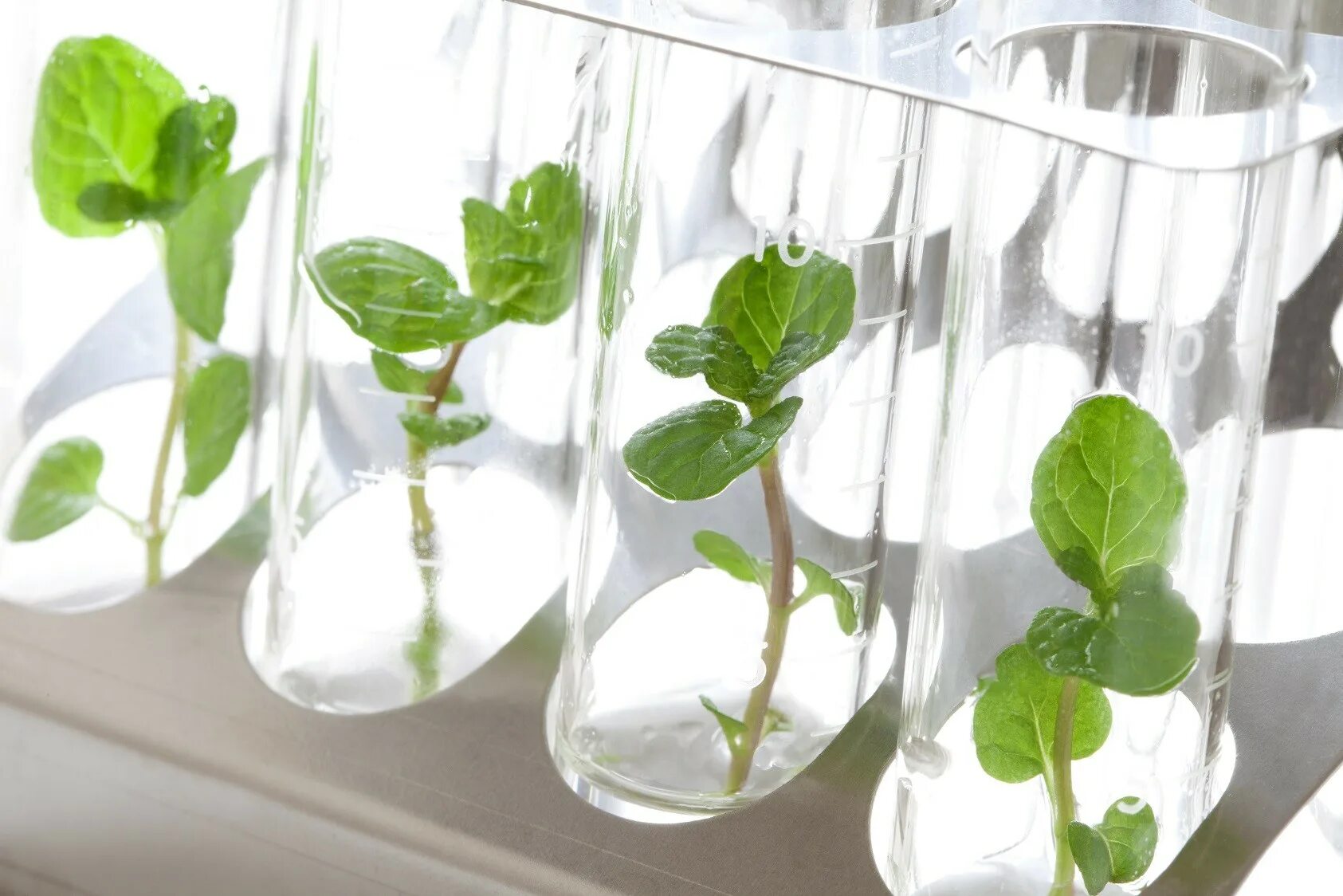 Plant culture. Микроклональное размножение in vitro. Клональное микроразмножение растений. Микроклональное размножение картофеля. In vitro растения.