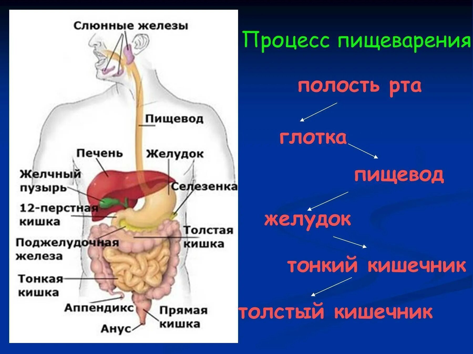 Органы участвующие в пищеварении человека. Схема процесса переваривания пищи в кишечнике. Пищеварительная система схема тонкий кишечник. Анатомическое строение пищеварительной системы человека. Путь еды в организме человека.