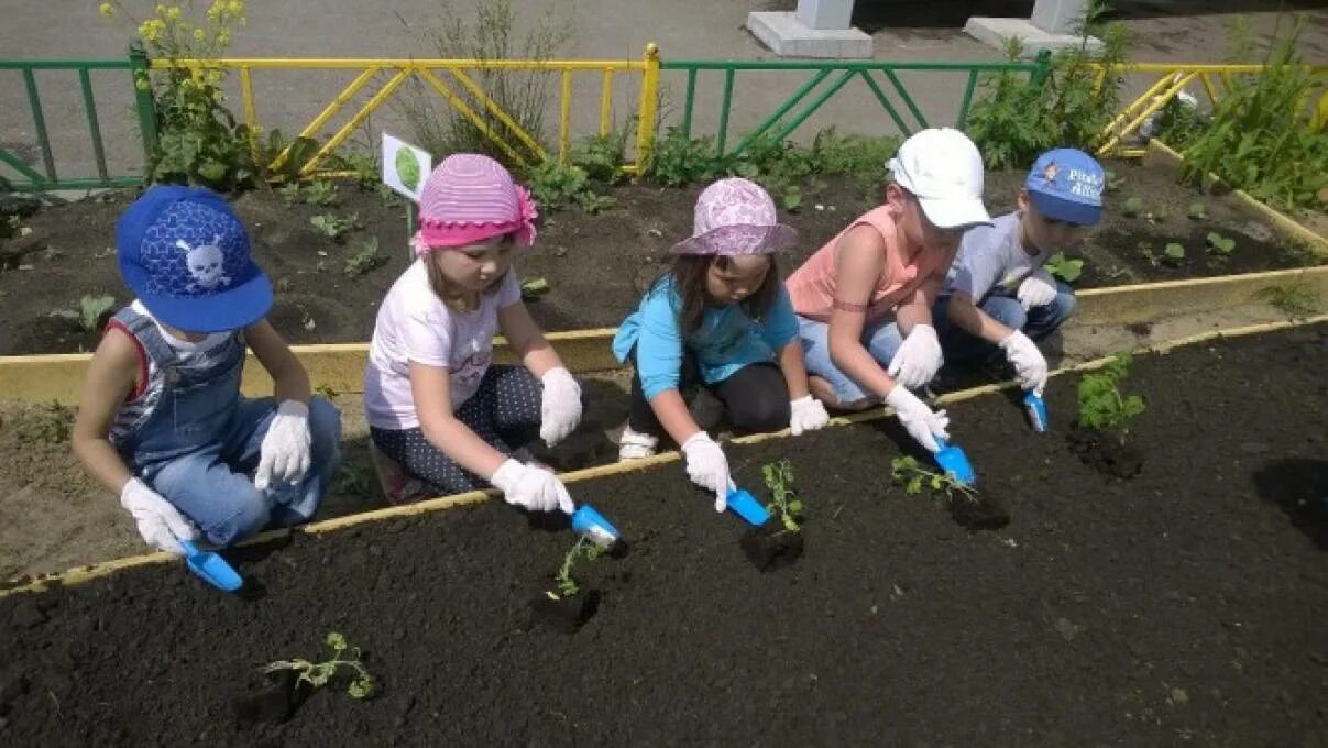 Трудовая деятельность на прогулке в старшей группе. Труд в природе в детском саду. Труд детей в природе в детском саду. Коллективный труд в ДОУ. Трудовая деятельность детей.