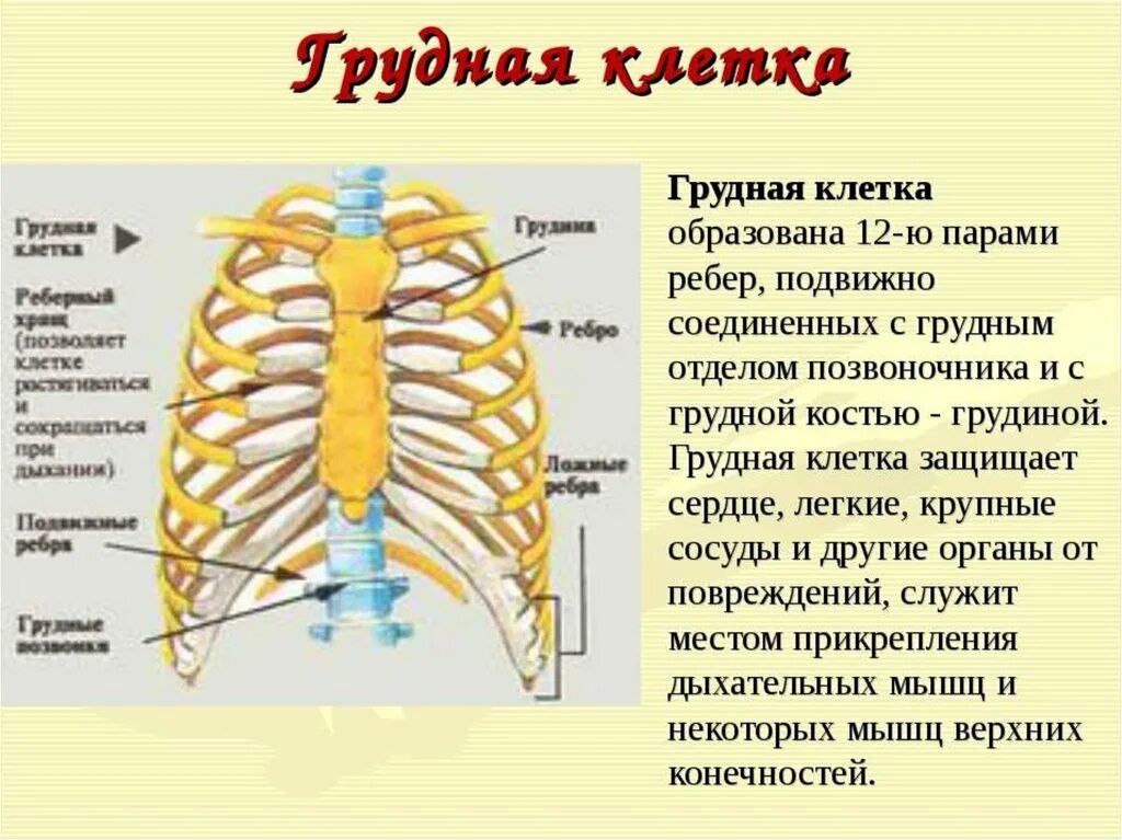 Какое строение грудной клетки. Строение и функции грудной клетки. Грудная клетка строение и соединение костей. Функции костей грудной клетки. Кости грудной клетки, функции грудной клетки..