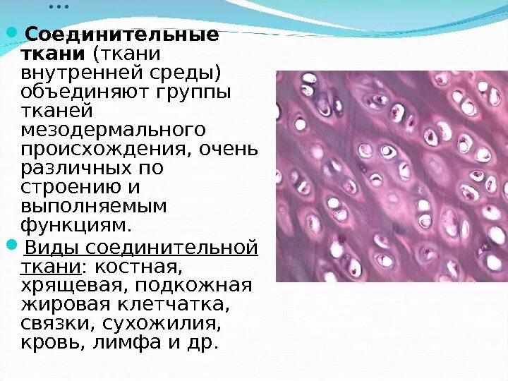 Классификация гистологии