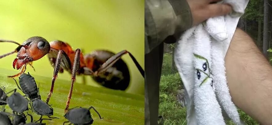Защитить которые при помощи. Защитить которые при помощи