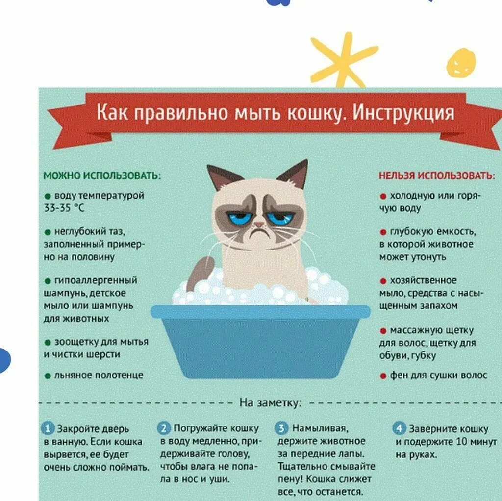 Как мыт кошку. Инструкция как мыть кота.