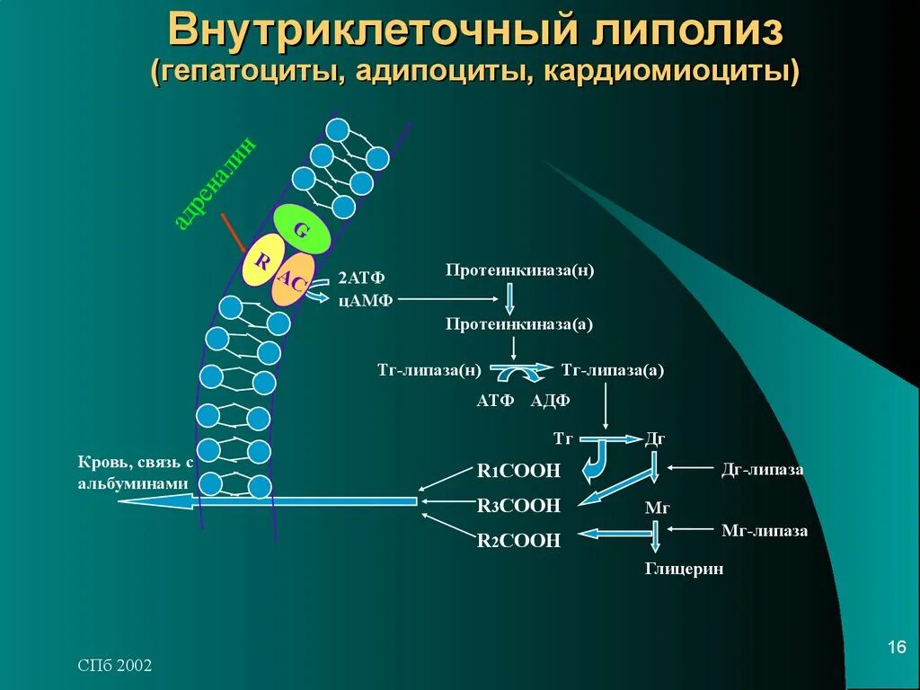 Внутриклеточного атф. Внутриклеточный липолиз биохимия реакции. Схема липолиза биохимия. Тканевой липолиз биохимия. Механизм липолиза биохимия.