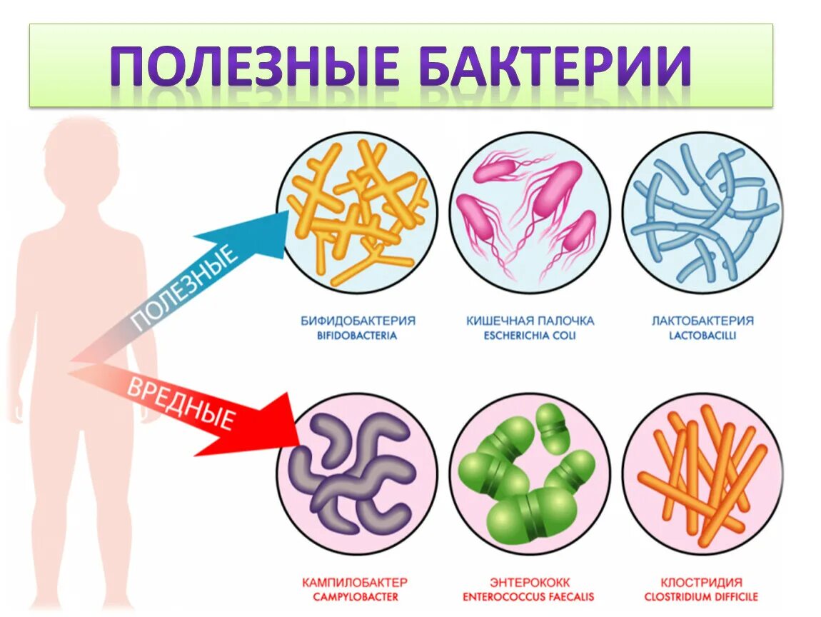 Вред наносимый бактериями. Полезные бактерии. Полезные микробы. Схема полезные и вредные бактерии. Полезные и вредные бактерии 5 класс.