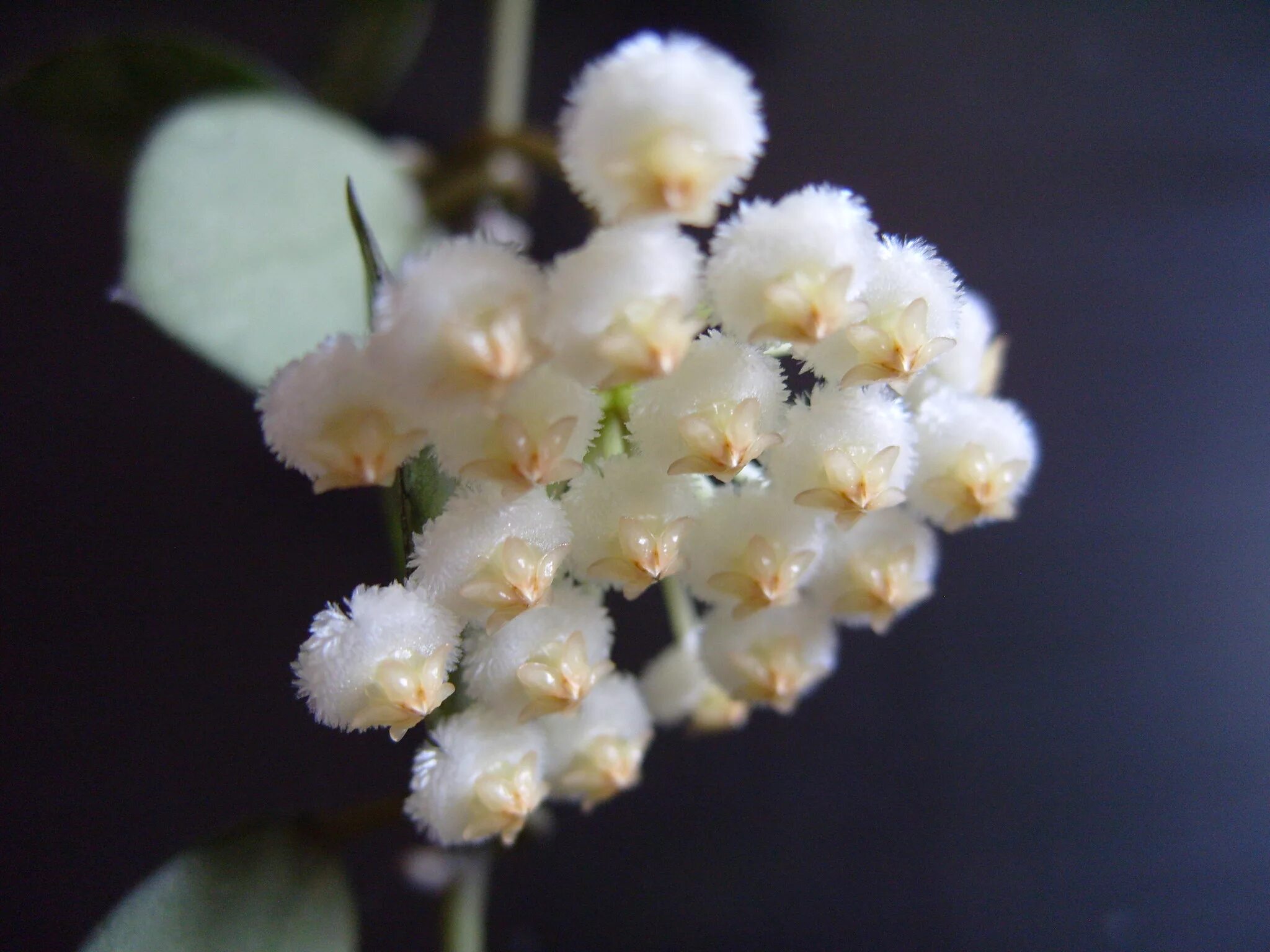 Хойя lacunosa Eskimo. Хойя lacunosa Eskimo Silver. Hoya lacunosa. Хойя lacunosa Silver.