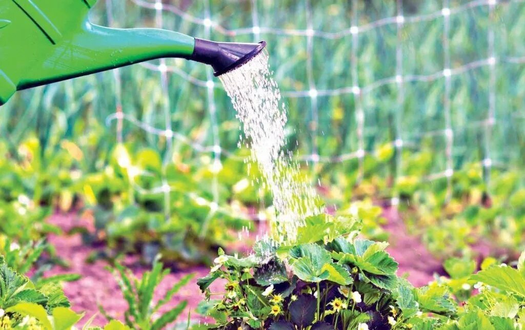 We were watering the plants. Полив лейкой. Полив овощей. Полив клубники. Полив урожая.