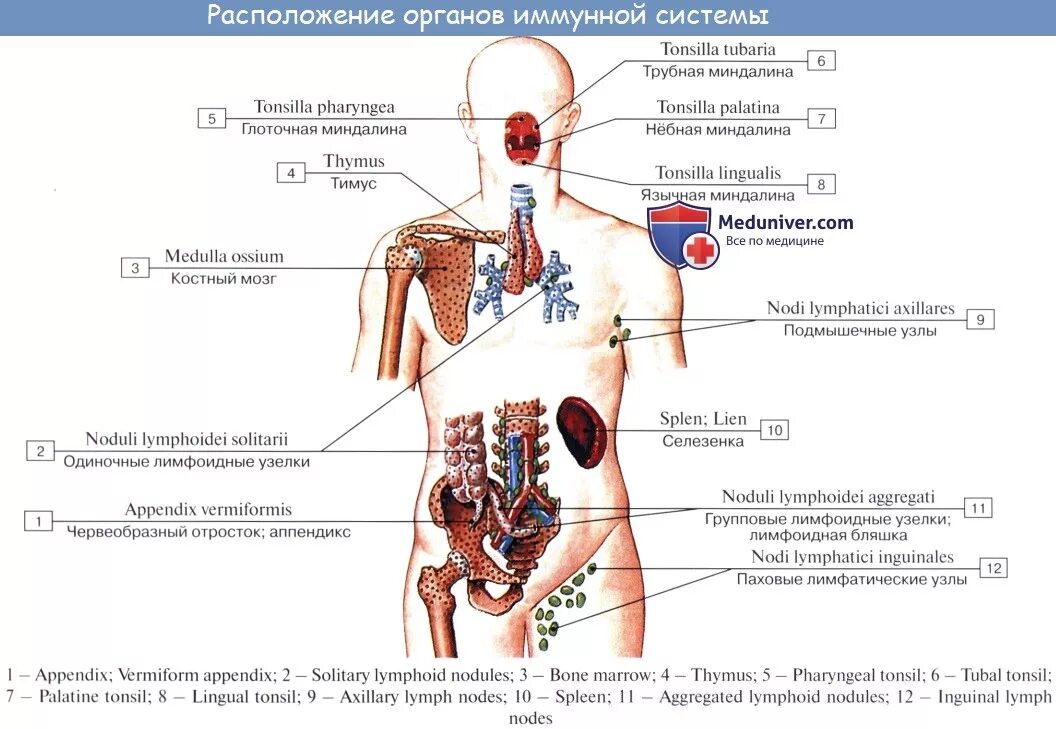 Система органов кроветворения схема. Органы кроветворения и иммунной системы анатомия. Анатомия кроветворной системы человека. Органы кроветворения и иммунной системы схема.