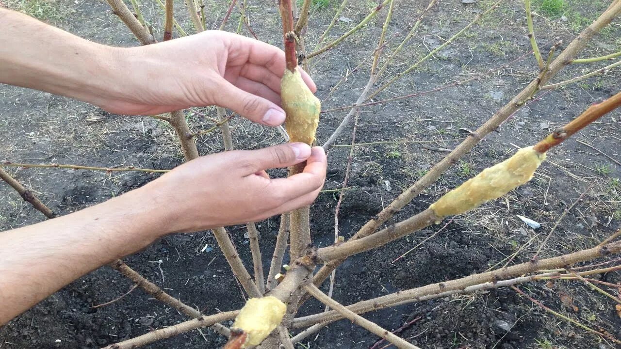 Как сделать прививку на яблоне весной. Окулировка плодовых деревьев. Окулировка яблони весной. Прививка яблони весной. Окулировка персика почкой.