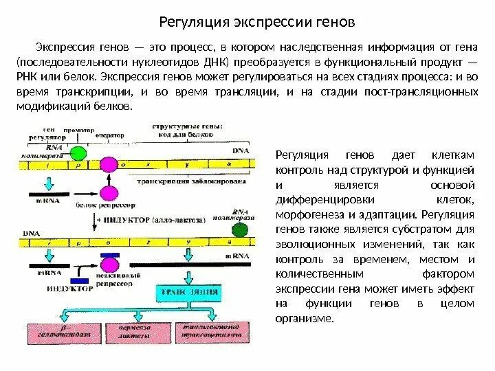 Экспрессия прокариот