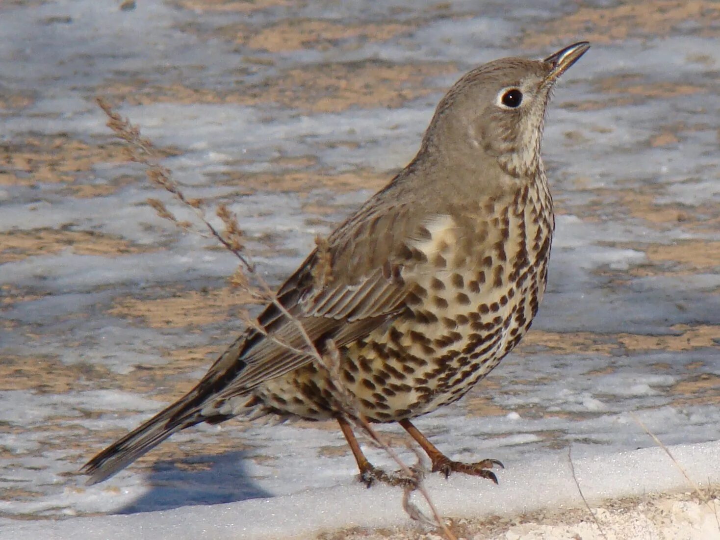 Как будет серая птичка съела. Дрозд-деряба (turdus viscivorus). Певчий Дрозд деряба. Дрозд деряба птенец. Дрозд-деряба самка.