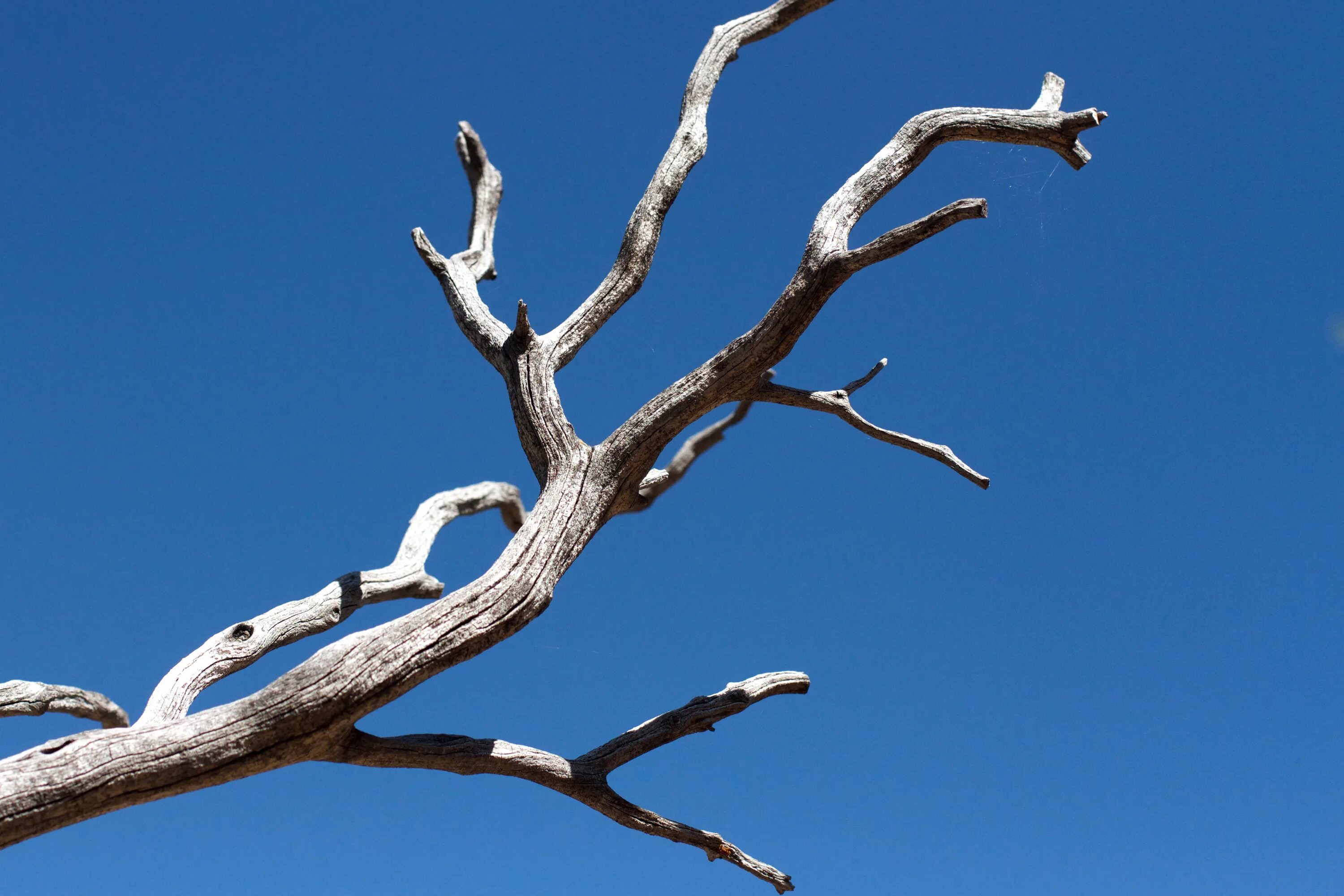 На сухих сучках. Ветка прочная. Tree Branch. Металлические ветки растений. Twigs Tree.