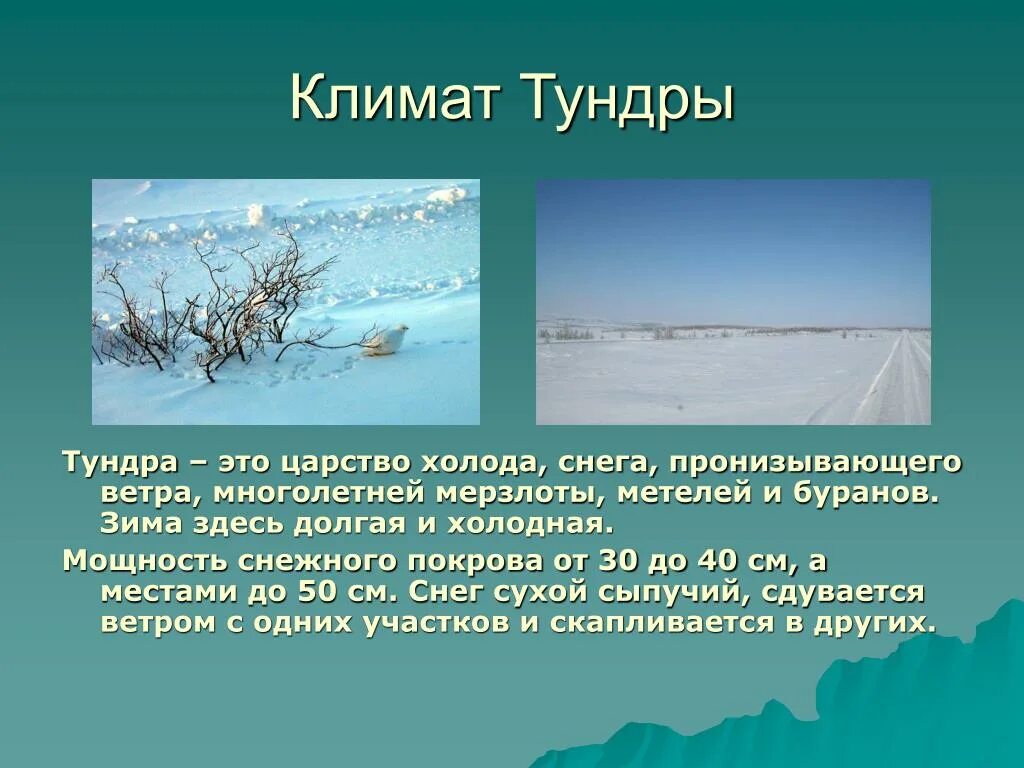 Выберите самую холодную природную зону. Климат тундры. Климатические условия тундры. Климат тундры в России. Климатические условия тундры в России.