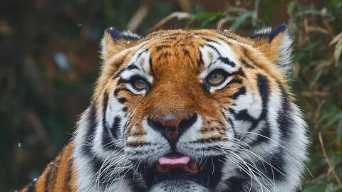 X tigers